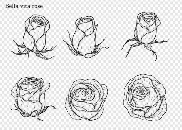 Vecteur Rose Serti Main Dessinant Belle Fleur Sur Fond Blanc — Image vectorielle