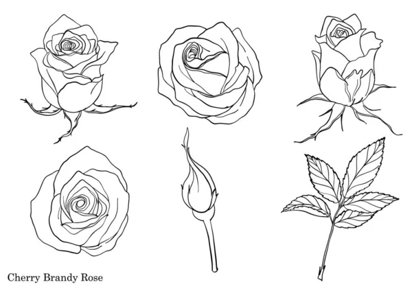 美丽的花朵在白色的背景上 玫瑰艺术在线条艺术风格上非常精细 — 图库矢量图片