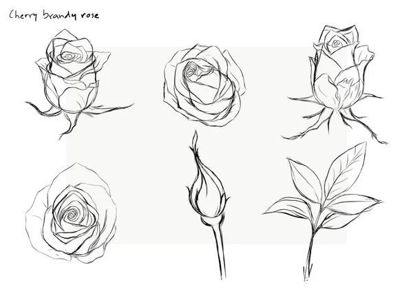 Rosevektor Satt Hånd Vakker Blomst Hvit Bakgrunn – stockvektor