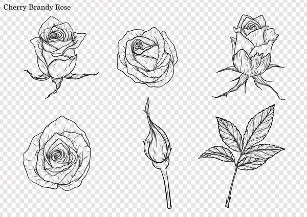 Rose Vector Met Hand Tekenen Mooie Bloem Witte Achtergrond Rose — Stockvector