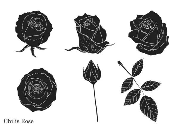 Rose Vector Set Hand Drawing Beautiful Flower White Background Rose — Stock Vector