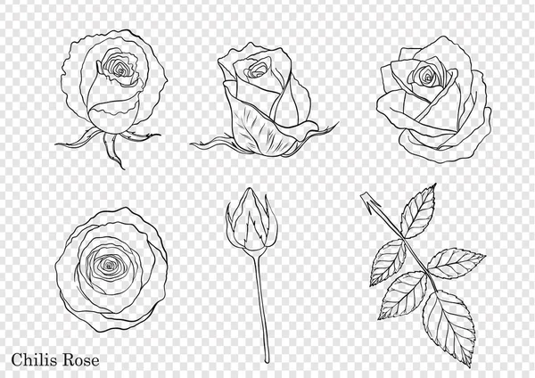 Rose Vector Met Hand Tekenen Mooie Bloem Witte Achtergrond Rose — Stockvector