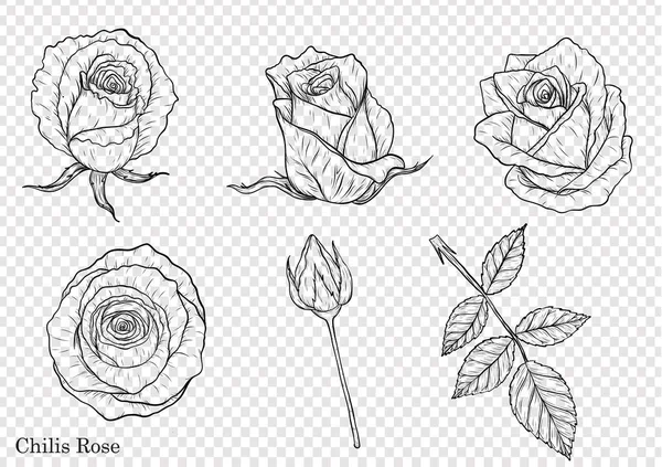 Rose Vetor Definido Pela Mão Drawing Beautiful Flor Fundo Branco — Vetor de Stock