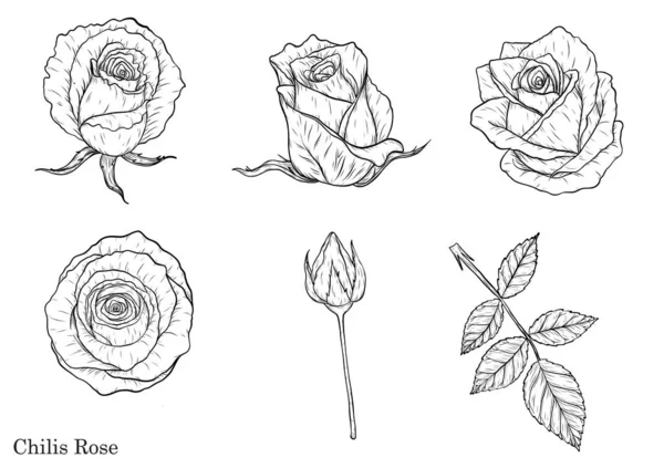 Rose Διάνυσμα Που Χέρι Drawing Beautiful Λουλούδι Λευκό Φόντο Rose — Διανυσματικό Αρχείο