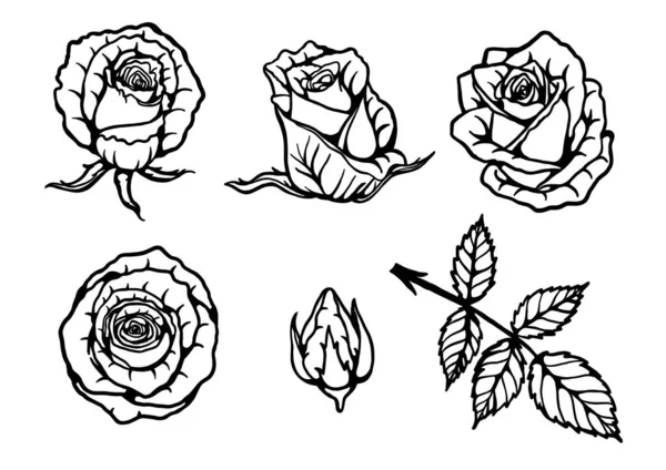 Rose Vector Met Hand Tekenen Mooie Bloem Witte Achtergrond Rose — Stockvector