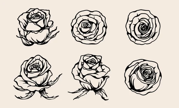 Rose Wektor Ustawiony Ręcznie Rysunku Piękny Kwiat Białym Tle Rose — Wektor stockowy