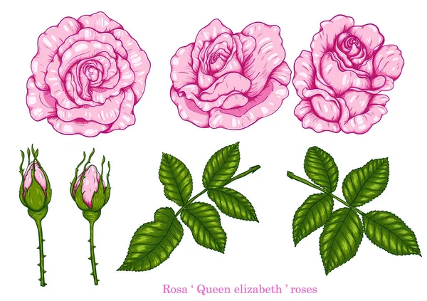 Rosa Vector Conjunto Dibujo Mano Hermosa Flor Sobre Fondo Blanco Vector de stock