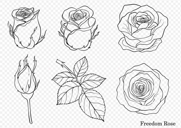 Rose Vetor Definido Pela Mão Drawing Beautiful Flor Fundo Branco Ilustrações De Bancos De Imagens Sem Royalties