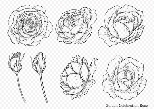 Rosa Vector Conjunto Por Dibujo Mano Hermosa Flor Sobre Fondo Vectores de stock libres de derechos