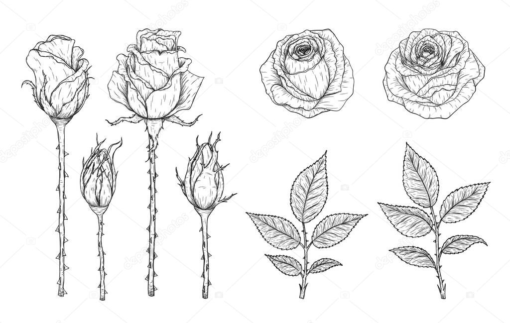 Rose vector set by hand drawing.Beautiful flower on white background.Rose art highly detailed in line art style.Flower tattoo on vintage paper