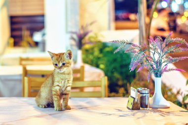 Küçük kedi Restoran masada oturan gece görünümüne. Masa ve sandalyeler zemin üzerine hiç kimse ile. Protaras, Kıbrıs
