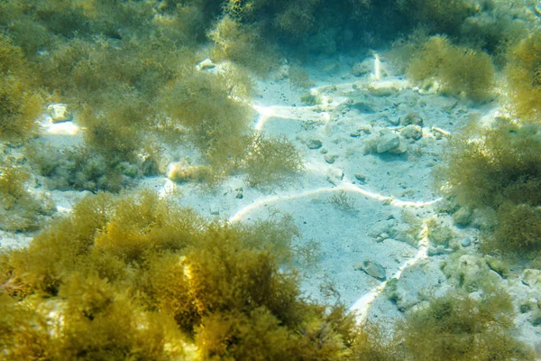 Vista Dia Para Diversas Algas Areia Subaquática Reflexões Sol Areia — Fotografia de Stock