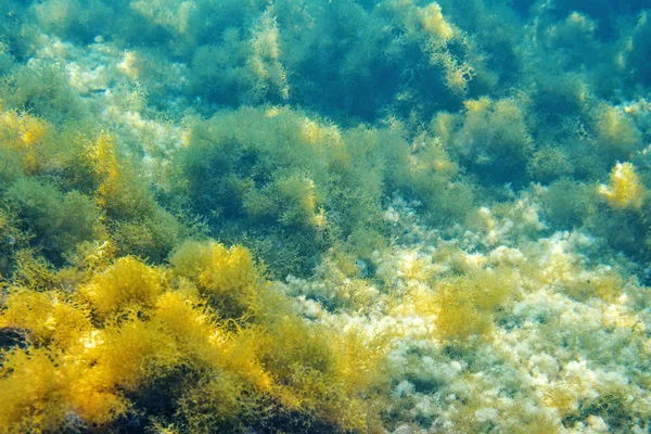 Vista Dia Para Diversas Algas Areia Subaquática Reflexões Sol Areia — Fotografia de Stock