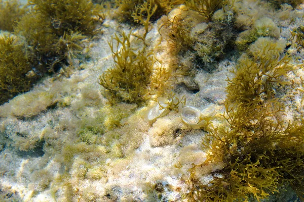 Vista Dia Para Diversas Algas Areia Subaquática Reflexões Sol Areia — Fotografia de Stock