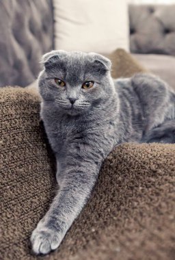 Kameraya poz mavi Britanya ile ilgili stenografi kedi