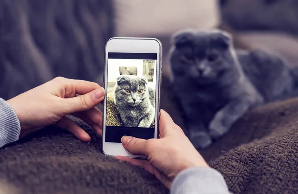 Woman taking picture of blue british shorthair cat on mobile phone