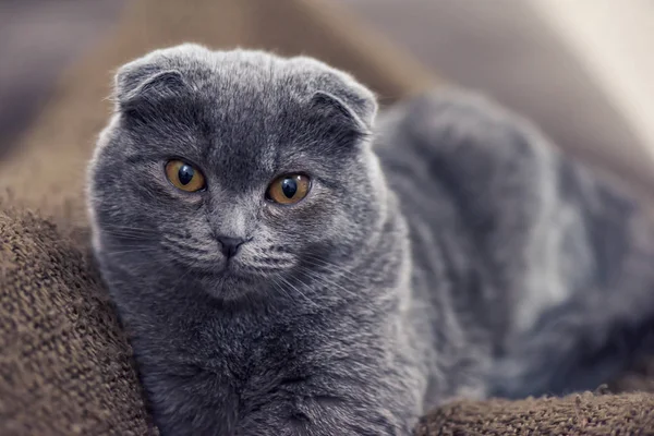 Blue Scotish Fold Cat Posing Camera — Stock Photo, Image
