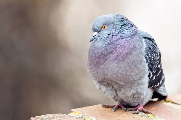 Pigeon sitting on bricks border, posing and looking towards camera. Blurred background. Prague, Czech Republic