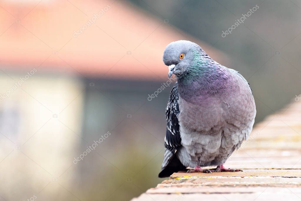 Pigeon sitting on bricks border, posing and looking towards camera. Blurred background. Prague, Czech Republic