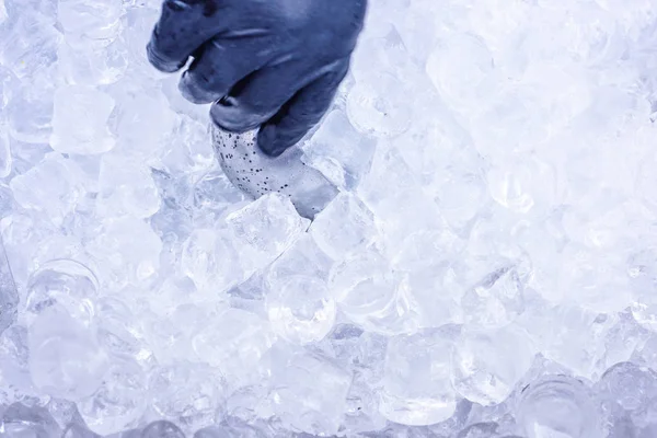 Hand Nimmt Eis Mit Metallschaufel Für Die Zubereitung Von Cocktails — Stockfoto