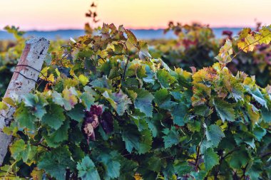 Yakın çekim renkli bağ. Sıcak günbatımı kırmızı gökyüzü arka plan üzerinde. Negatif kopya alanı, metin için yer. Moldova güzellikleri