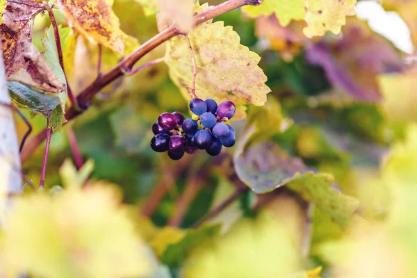 Uvas Maduras Primer Plano Atardecer Hojas Otoño Sobre Fondo Lugar —  Fotos de Stock