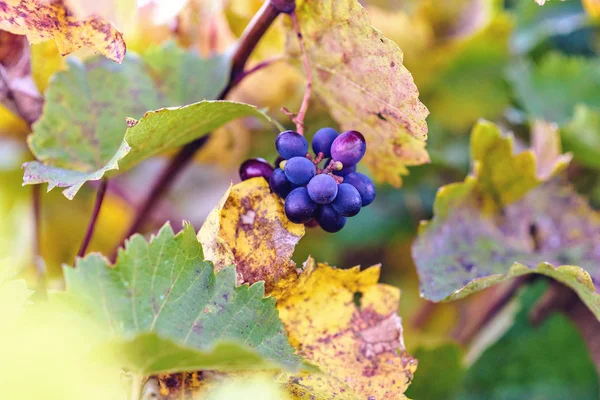 Dojrzałych Winogron Zbliżeniu Zachodzie Słońca Jesienne Liście Tle Miejsce Dla — Zdjęcie stockowe