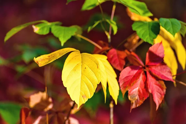 Красочные Абстрактные Осенние Листья Сельской Местности Виноградника Закате Крупный План — стоковое фото