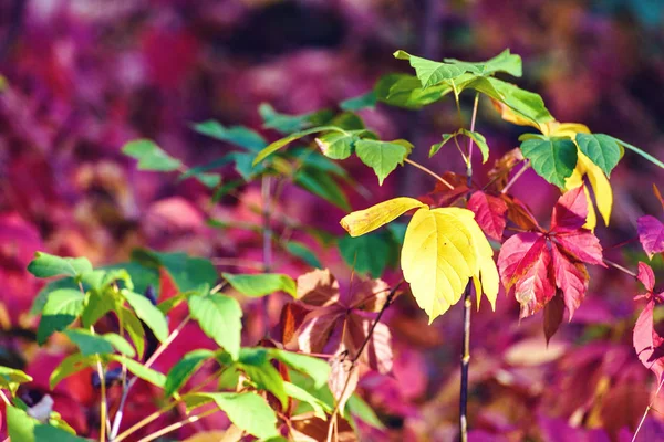 Feuilles Automne Abstraites Colorées Dans Vignoble Campagne Coucher Soleil Gros — Photo