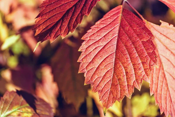 Farbenfrohe Abstrakte Herbstblätter Einem Ländlichen Weinberg Bei Sonnenuntergang Nahaufnahme Makroaufnahme — Stockfoto
