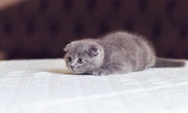 İskoç fold bebek kedi bir şeye bakıyor ve masaya çalıştırılmaya hazırlanıyor. Metin için yer. Kişinev, Moldova