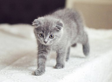 İskoç fold bebek kedi masaya yürüyüş ve ileriye dönük. Metin için yer. Kişinev, Moldova