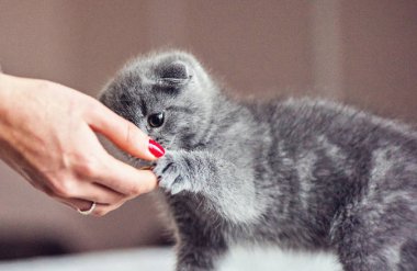 Scottish fold tablo ve tırmalamak kadının parmak kırmızı tırnaklar üzerinde yürüyen bebek kedi. Metin için yer. Kişinev, Moldova