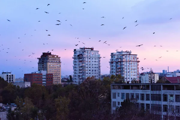 Güzel gün batımı Chisinau şehirde. Sıcak ışık binalarda yansıtan. Çok fazla uçan kuş. Mor mavi gökyüzü arka plan üzerinde. Negatif kopya alanı, metin için yer. Moldova güzellikleri