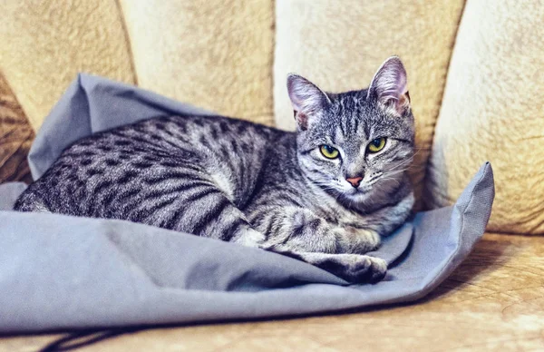 Gato Acostado Una Manta Sofá Mirando Hacia Cámara Primer Plano —  Fotos de Stock