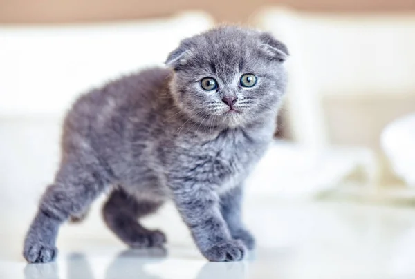 Escocês Gato Bebê Dobrável Andando Mesa Olhando Para Câmera Lugar — Fotografia de Stock