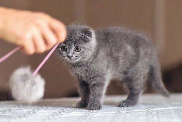 Escocês Gato Bebê Dobrável Jogando Com Brinquedo Pom Pom Mesa — Fotografia de Stock