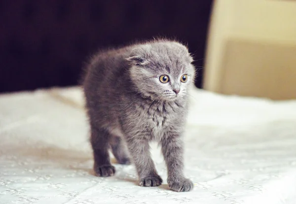 Pliegue Escocés Bebé Gato Asustado Frustrado Mesa Lugar Para Texto — Foto de Stock