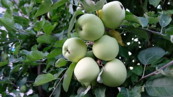 在摩尔多瓦的树枝上种植绿色的苹果 — 图库视频影像