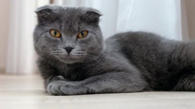 İngiliz İskoç kedi dinleniyor kıvrım ve kamera doğru seyir portre kadar kapatın