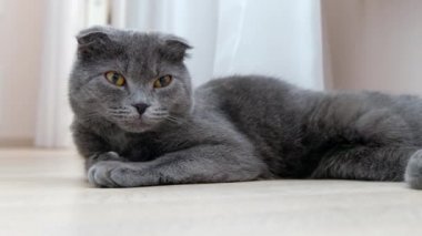 İngiliz İskoç kedi dinleniyor kıvrım ve kamera doğru seyir portre kadar kapatın