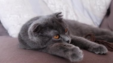 İngiliz İskoç kedi dinleniyor kıvrım ve kamera doğru seyir portre kadar kapatın