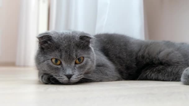 Britská Skotská Fold Kočka Odpočívá Volný Přístup Fotoaparátu Zblízka Portrétní — Stock video