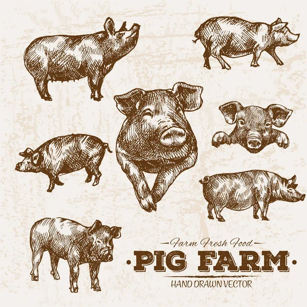 Desenho Mão Conjunto Produtos Carne Porco Porco Fazenda Alimentos Frescos — Vetor de Stock