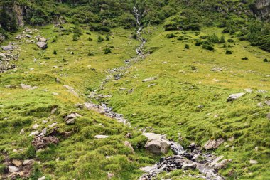 Küçük dere su yeşil ağaçlar ve otlar. Fagaras dağlar, Romanya