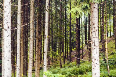 Yeşil orman yerel alabalık mağaza yakın. Transfagarasan, Romanya.