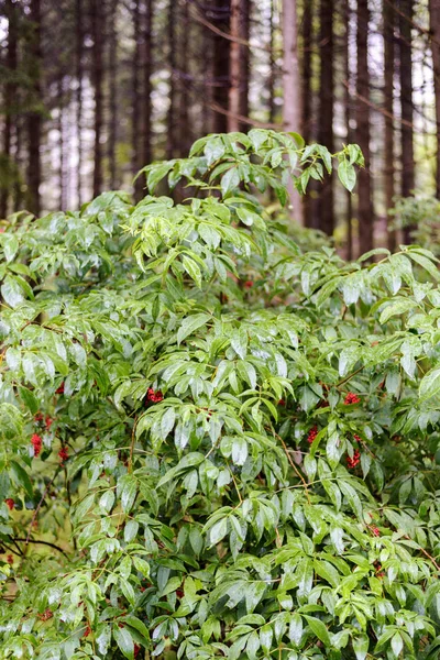 Planta Arándanos Que Crece Cerca Tienda Local Truchas Transfagarasan Rumania — Foto de Stock