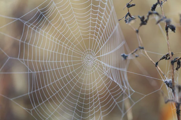 Spindelnät Med Dagg Morgonen Höst Skog — Stockfoto