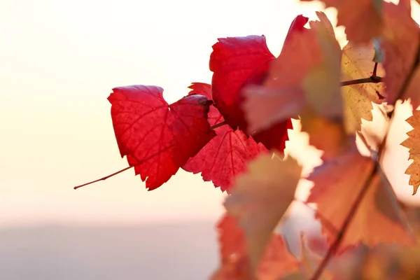 Rote Weinblätter Spätherbst Moldawien — Stockfoto