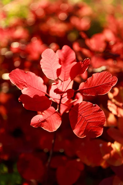 Feuille Rouge Vif Lumière Soleil Dans Parc Chisinau Moldova — Photo